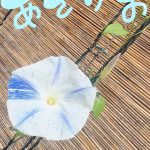 アサガオって凄い🤩🤩🤩🤩